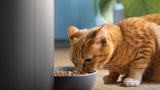 Philips 5000 series Pet Series Smart-foderautomat med kamera (PAW5320/02)