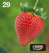 Epson Strawberry C13T29864511 blækpatron 1 stk Original Standard udbytte Sort, Blå, Magenta, Gul
