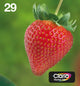 Epson Strawberry C13T29864511 blækpatron 1 stk Original Standard udbytte Sort, Blå, Magenta, Gul