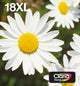 Epson Daisy 18XL EasyMail blækpatron 1 stk Original Højt (XL) udbytte Sort, Blå, Magenta, Gul