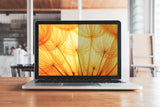 3M BP133W1B 33,8 cm (13.3") Laptop Rammeløst display privatlivsfilter